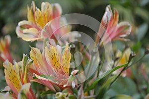 Tripocal Flower bushes