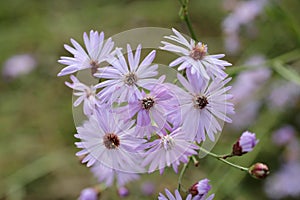 Tripolium pannonicum, Compositae