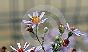 Tripolium pannonicum, sea aster