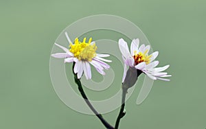 Tripolium pannonicum, sea aster