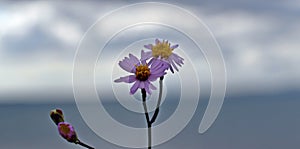 Tripolium pannonicum, sea aster