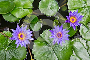 Tripple water lilys photo