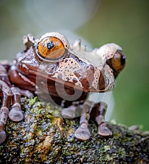 Triprion spinosus or Coronated Tree Frog, a species of amphibian of Costa Rica