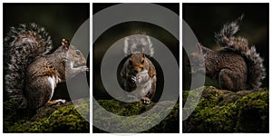 Triptych of a Grey Squirrel, Sciurus carolinensis sitting on a moss covered wall
