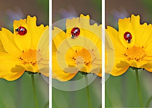 Triptych ladybugs