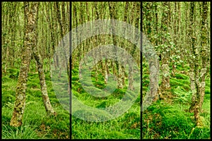 Triptych, Storyboard of a Pattern of Moss and Trees in Ancient Irish Woodland