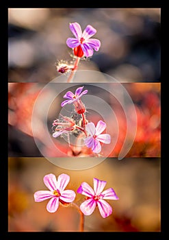 A triptych of wild flowers with a black border