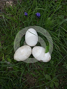 Triqueta eggs