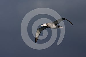 Tristan Albatros, Tristan Albatross, Diomedea dabbenena