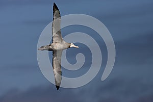 Tristan Albatross, Tristan Albatros, Diomedea dabbenena