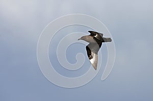 Tristan Skua, Stercorarius antarcticus hamiltoni