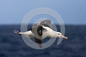 Tristanalbatros, Tristan Albatross, Diomedea dabbenena