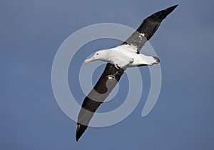 Tristanalbatros; Tristan Albatross; Diomedea dabbenena