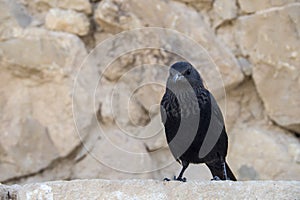 Tristram`s starling - siting at ruins of Masada, Israel