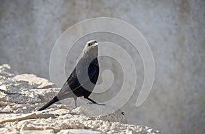 Tristram`s starling - siting at ruins of Masada, Israel