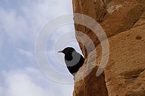 Tristram`s starling or Tristram`s grackle explores the rocks