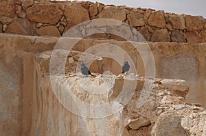 Tristram`s starling or Tristram`s grackle explores the rocks