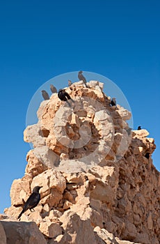 Tristram's starlings on the ruins of Masada
