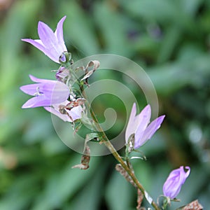 Triteleia laxa flower Close up