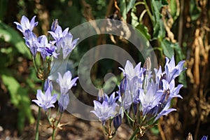 Triteleia laxa `Queen fabiola` bloom in July in the garden. Triteleia laxa  is a triplet lily. Berlin, Germany