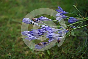 Triteleia laxa `Queen Fabiola` is a triplet lily. Germany