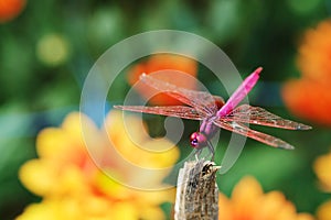 Trithemis aurora or crimson marsh glider dragonfly purple perched at branch