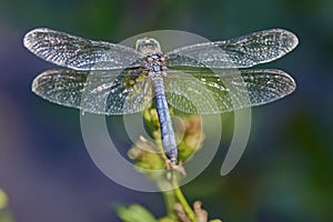 Trithemis furva, the Navy dropwing, is a species of dragonfly in the family Libellulidae. Native to Africa photo