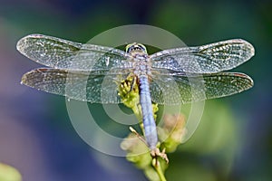 Trithemis furva, the Navy dropwing, is a species of dragonfly in the family Libellulidae. Native to Africa photo