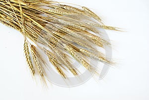 Triticale