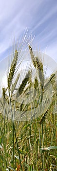 Triticale crop