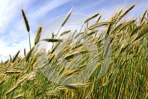 Triticale crop