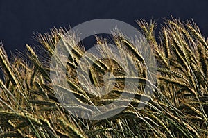 Triticale crop