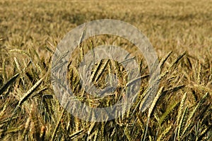 Triticale crop