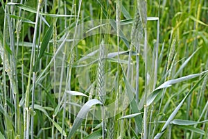 Triticale crop in green