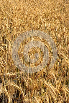 Triticale cultivation