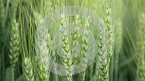 Triticale fields wheat hybrid Triticum rye Secale first bred mature bio organic ear class, pawheat, grown extensively