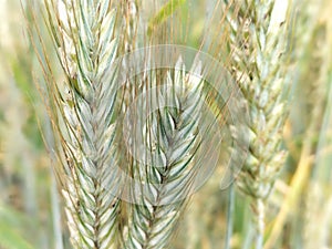 Triticale, a mixture of cereals, the cultivation of cereals