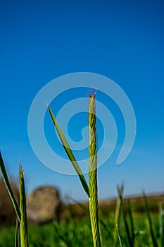 Triticale plant on the meadow