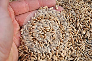 Triticale seed