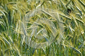 Triticale (Triticum x Secale) crops