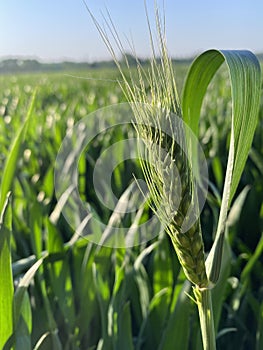 Triticum aestivum L. Blooming by the pond. photo