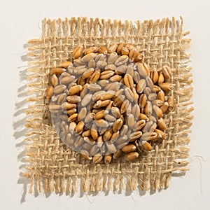 Wheat cereal grain. Close up of grains over burlap. photo