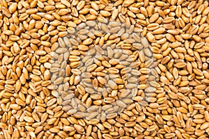 Wheat cereal grain. Closeup of grains, background use. photo