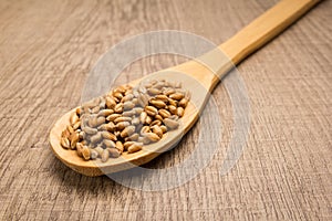 Wheat cereal grain. Spoon and grains over wooden table. photo