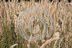 Triticum monococcum einkorn