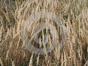 Triticum monococcum einkorn