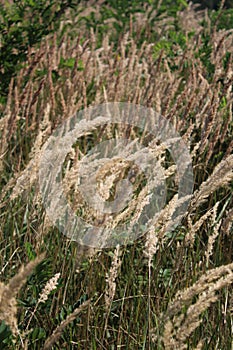 Triticum monococcum on a field