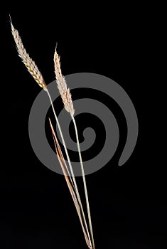 Triticum wheat