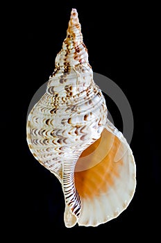 Triton trumpet or Charonia tritonis seashell photo
