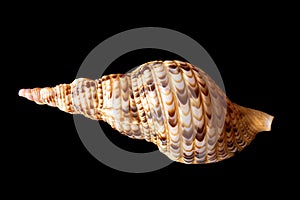 Triton Trumpet Seashell. Pacific Triton